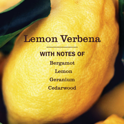 Lemon Verbena Probiotic Drain Maintenance